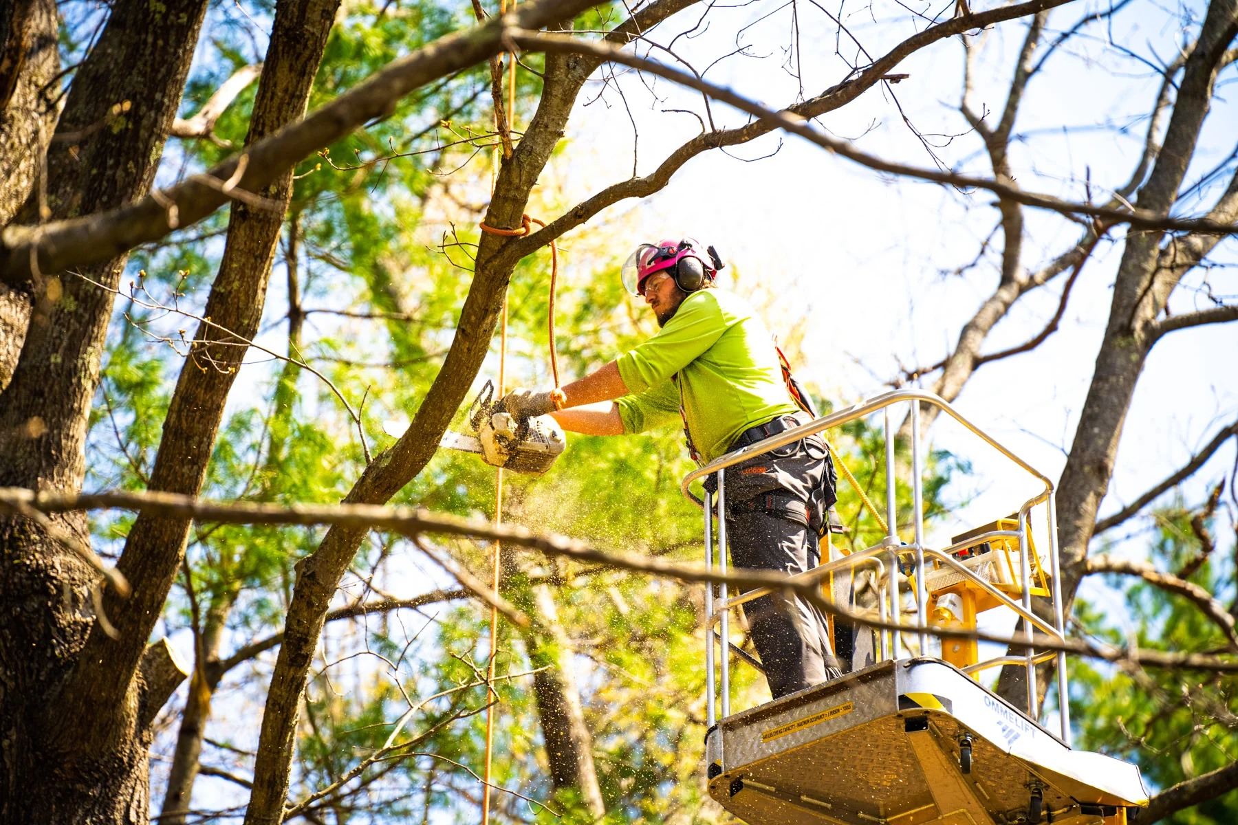 Professional Cedar Park Tree Service for Long-Term Tree Care