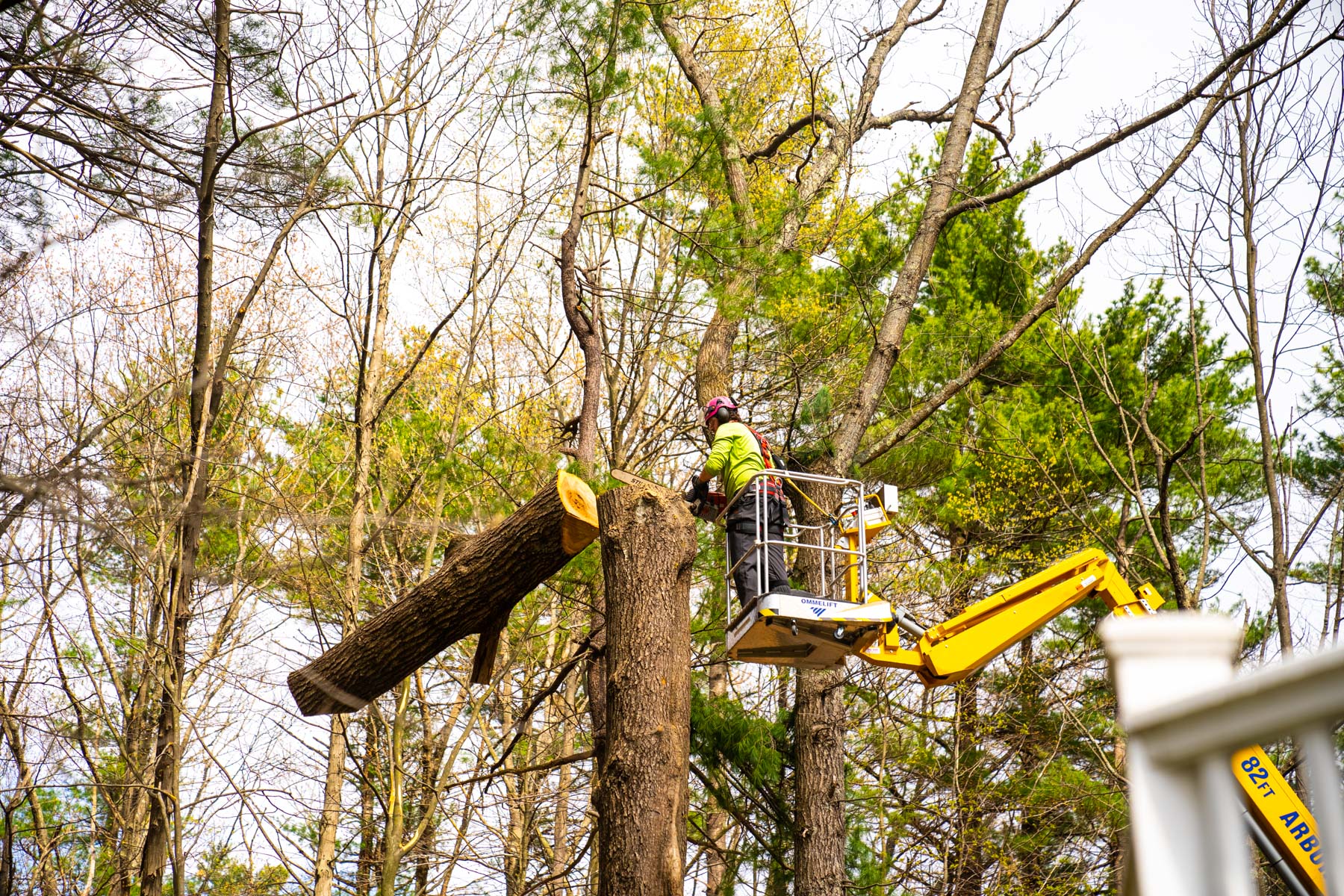 Licensed and Insured Tree Removal Service in Jackson MI
